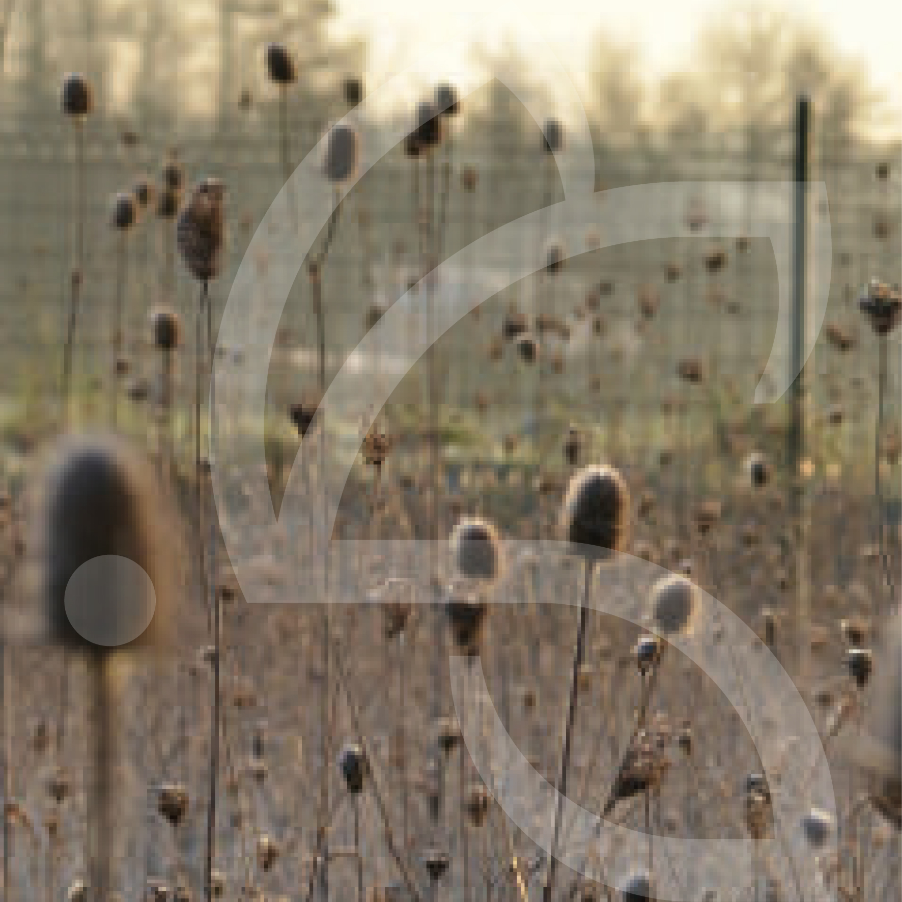 Natura Oiseaux Connect – Image 2