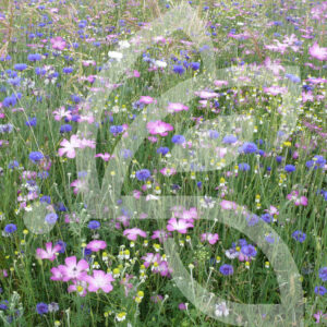 Jachère Auxiliaire BIO