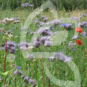 Jachère Mellifère BIO