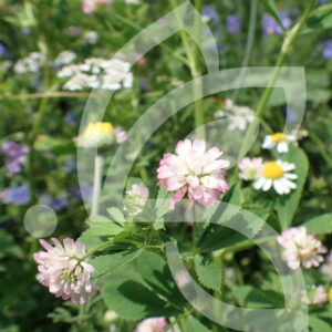 Jachère ArboriCulture BIO