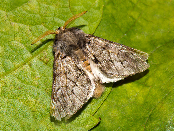 PAPILLON PROCESSIONNAIRE DU CHENE