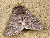 papillon processionnaire