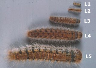 chenilles processionnaire stades larvaires